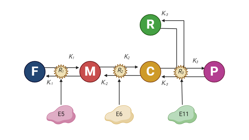 Diagram related to the biosynthetic pathway of piperamide